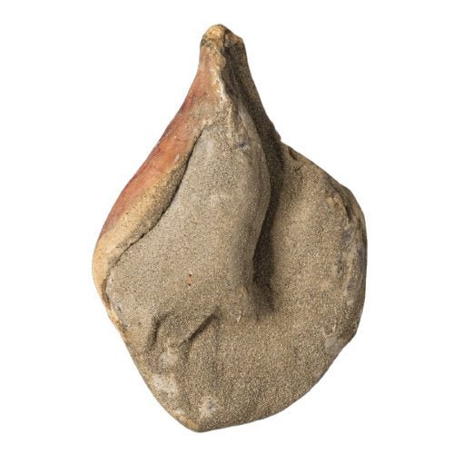 Coscia di suino stagionata senza osso 7.5Kg - Salumeria Toscana Coscia di suino stagionata senza osso 7.5KgSalumificio VianiSalumeria Toscana Prosciutto crudo disossatoCoscia di suino stagionata senza osso 7.5Kg + omaggio formaggio di Grotta 500gr - Salumeria Toscana - cinta senese, crudo toscano, Prosciutto, Prosciutto disossato, prosciutto prezzo, prosciutto toscano, Prosciutto toscano online, salumitoscani, sgambato