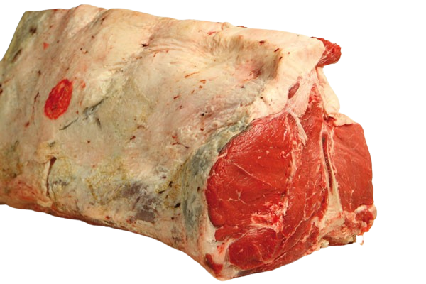 Lombata di Chianina IGP VBAC con filetto intero fresca su banco da macelleria per vendita all’ingrosso B2B
