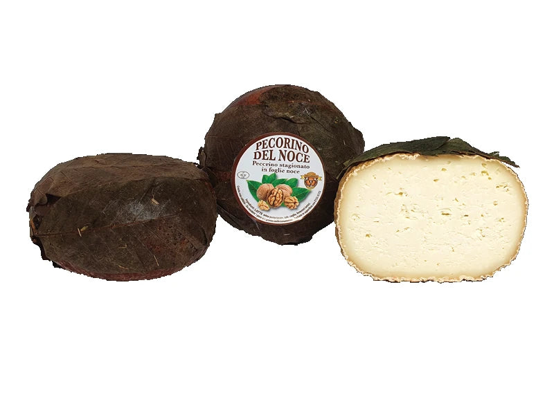Pecorino del noce stagionato in foglie di noce del Caseificio Follonica, formaggio toscano italiano su sfondo bianco